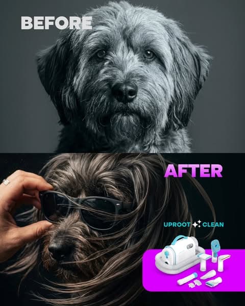 Struggling with Pet hair? Not for long!