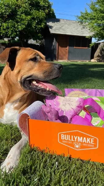 Built for Power Chewers
