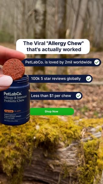 The daily chew that saved us this allergy season 🐶