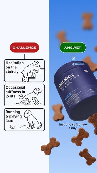 Help Your Big Dog Move Like They Used To