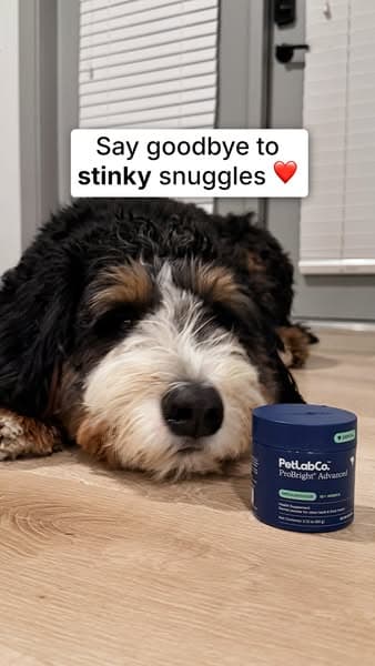 How to get kiss-friendly dog breath!