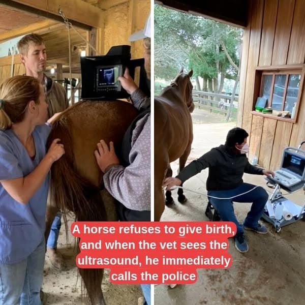Horse's Ultrasound Prompts Vet To Call The Police