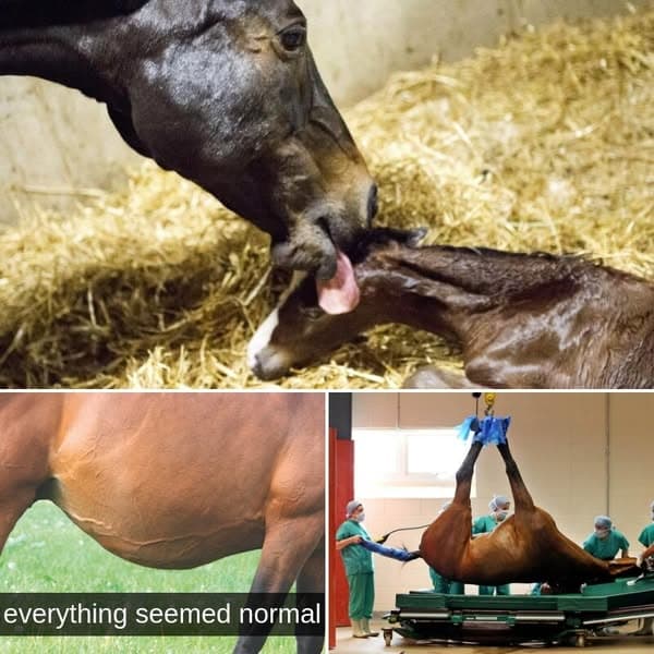 Pregnant Mare Refuses To Give Birth