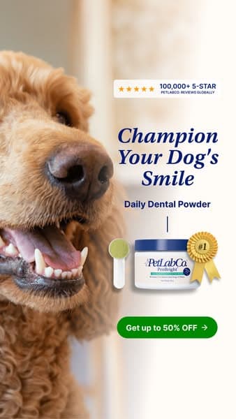 50% OFF Dental Powder for Dogs | Powerful Daily Support