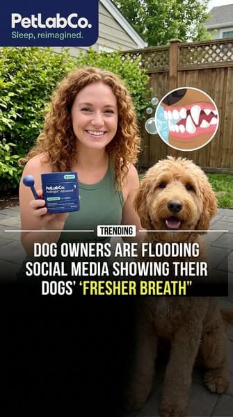 Don't Ignore These Dog Dental Warning Signs
