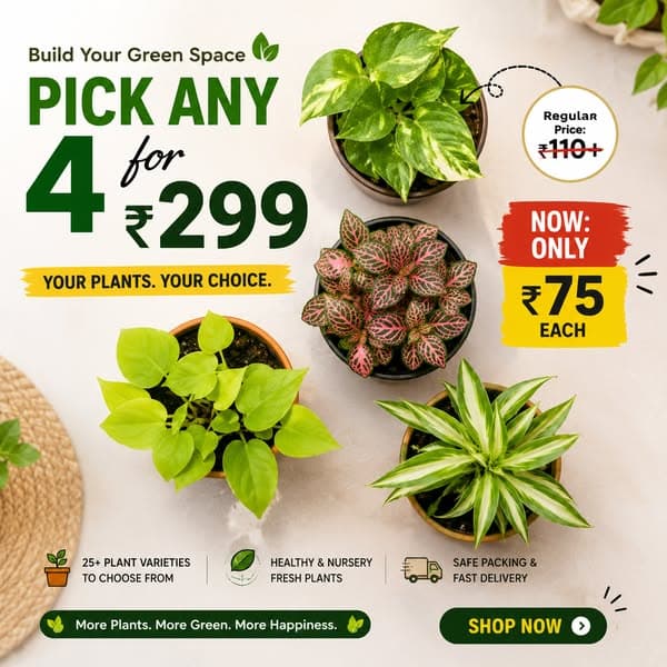 Pick Any 4 Plants for Just ₹299