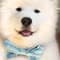 Franklin | The Samoyed with PetLab Co.