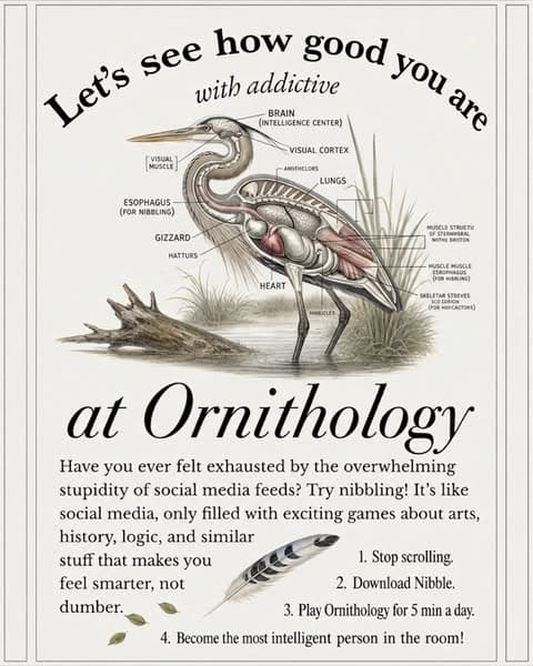 🕊Ornithology, but Bite-Sized!