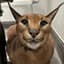 hot_caracal_ with Shoptemu