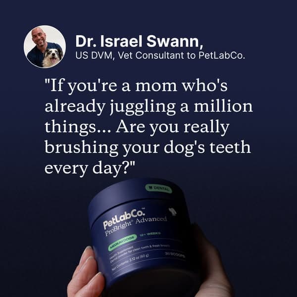 How Busy Moms Keep Their Dog's Teeth Clean in 5 Seconds a Day