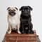 Luna and Willis with PetLab Co.