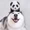 Maru Husky with PetLab Co.