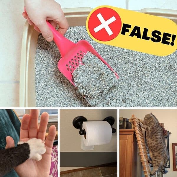猫の飼い主なら誰でも使えるヒント３５以上