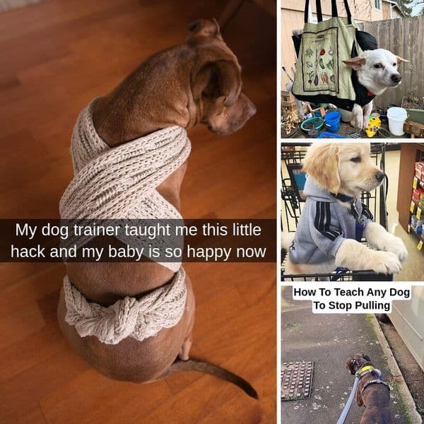 37+ Simple Hacks For Dog Parents