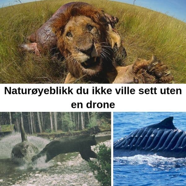 32+ dronebilder som gir et fugleperspektiv av verden