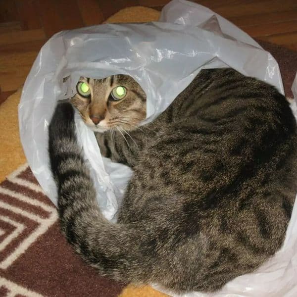 32+ Lucruri Ciudate Pe Care Pisicile Le Fac Și Ce Înseamnă