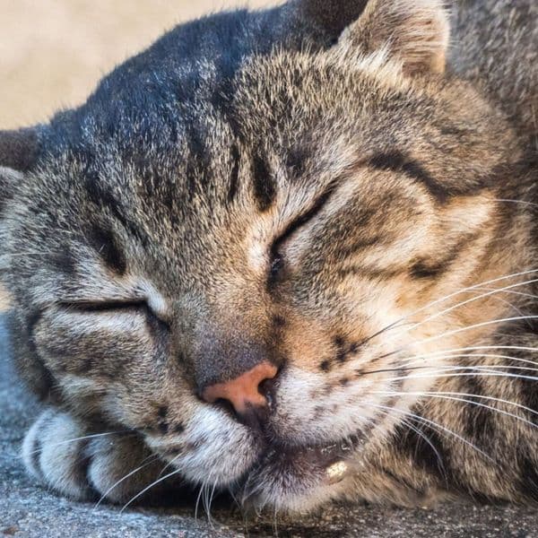 Plus de 32 choses étranges que font les chats et ce qu'elles signifient