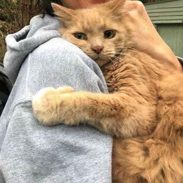 32+ Vreemde dingen die katten doen en wat ze betekenen