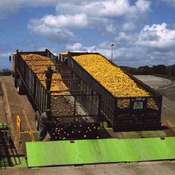Company Dumps 12k Tons Of Oranges On Lifeless Field, 16 Years Later Experts Uncover The Outcome
