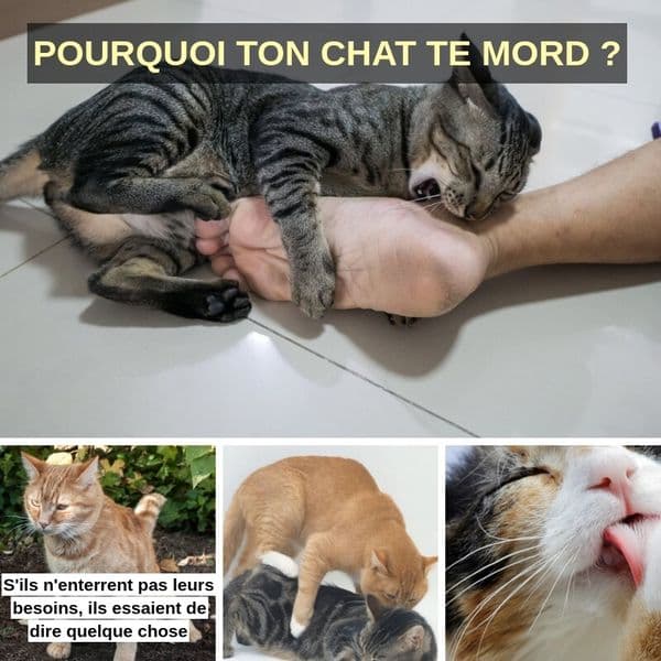 Des comportements courants chez les chats et ce qu'ils signifient vraiment