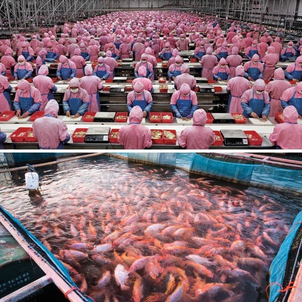 35+ Foods Made In China We Should Stop Buying