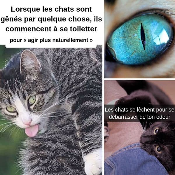Plus de 35 comportements de chat qu'il ne faut pas ignorer