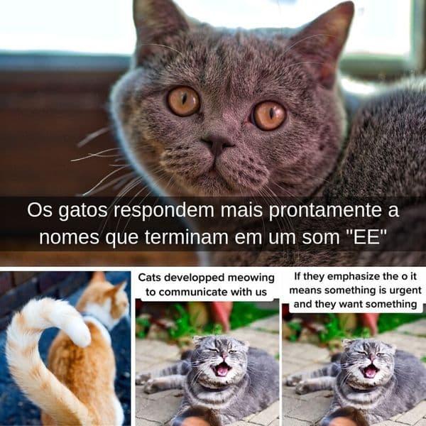 32+ coisas estranhas que os gatos fazem e o que elas significam