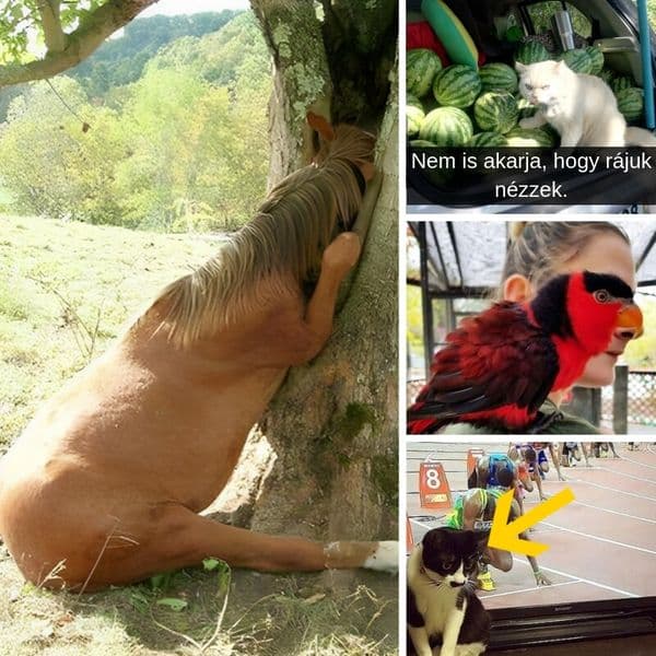 Több, mint 45 mulatságos kép furcsa dolgokat művelő állatokról.
