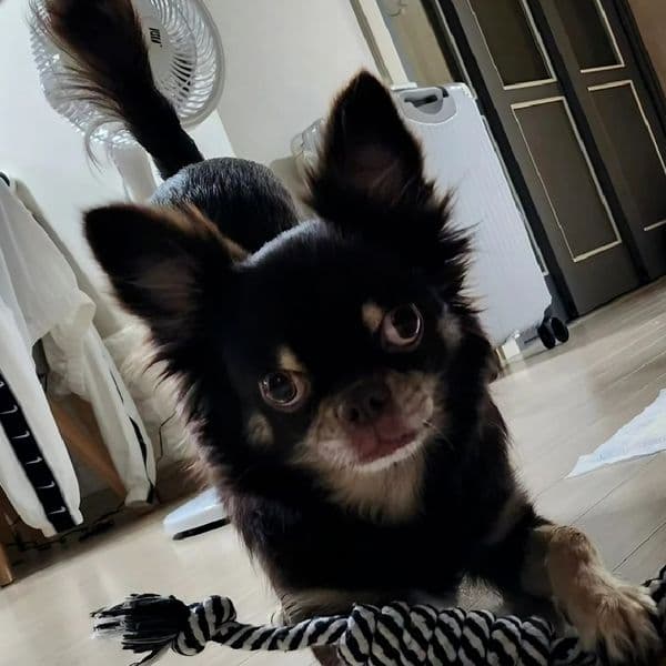 A legveszélyesebb kutyafajták sorrendben.