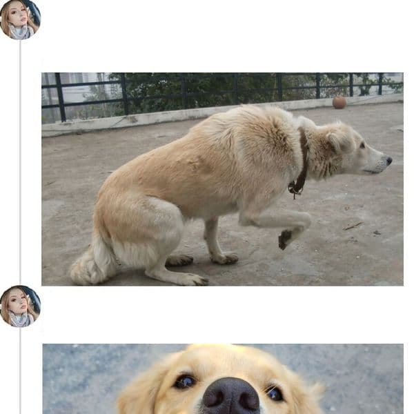 Több, mint 35 kutyaviselkedés, amelyet nem szabad figyelmen kívül hagyni.