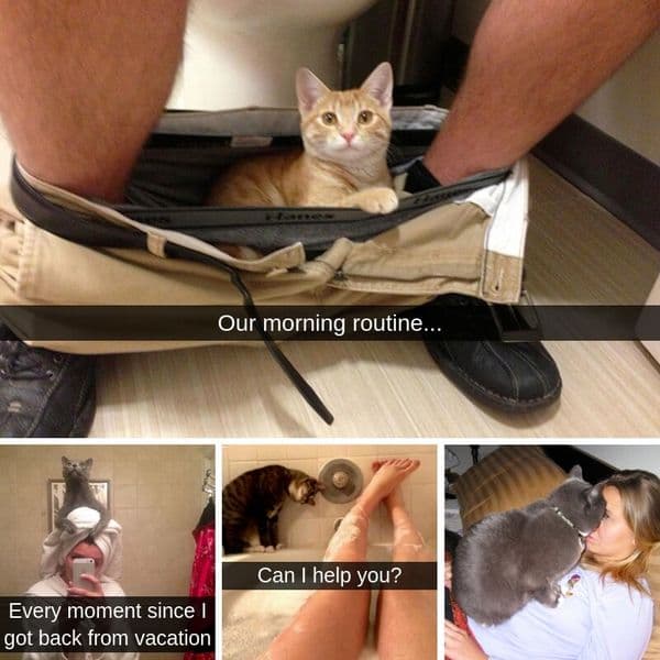 54+ Funny Cats Of Snapchat