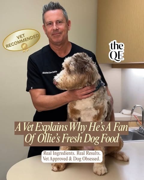 What a Vet Looks For in Dog Food