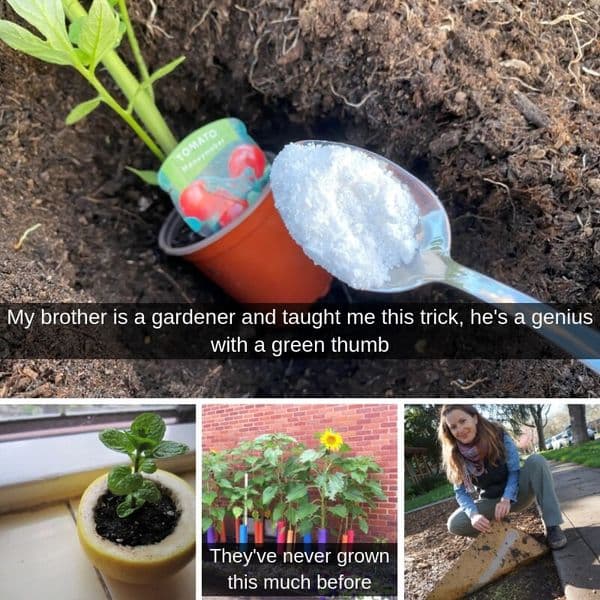 34+ Simple Tricks To Grow Healthy Plants