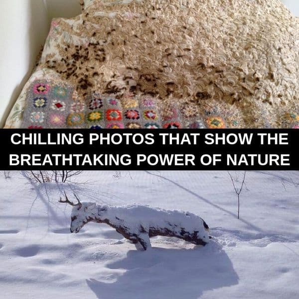 35+ Weird Photos That Show Nature Is Not To Be Messed With