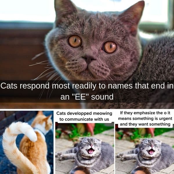 32+ Strange Things Cats Do And What They Mean