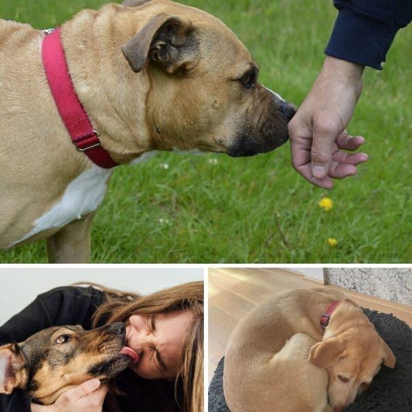 Több, mint 35 kutyaviselkedés, amelyet nem szabad figyelmen kívül hagyni.