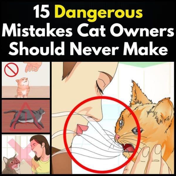 Don't Let Your Cat Follow You to The Bathroom. Here's What it Means...