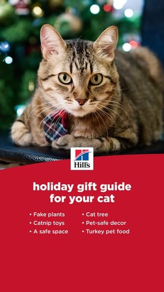 Cat Holiday Gift Guide