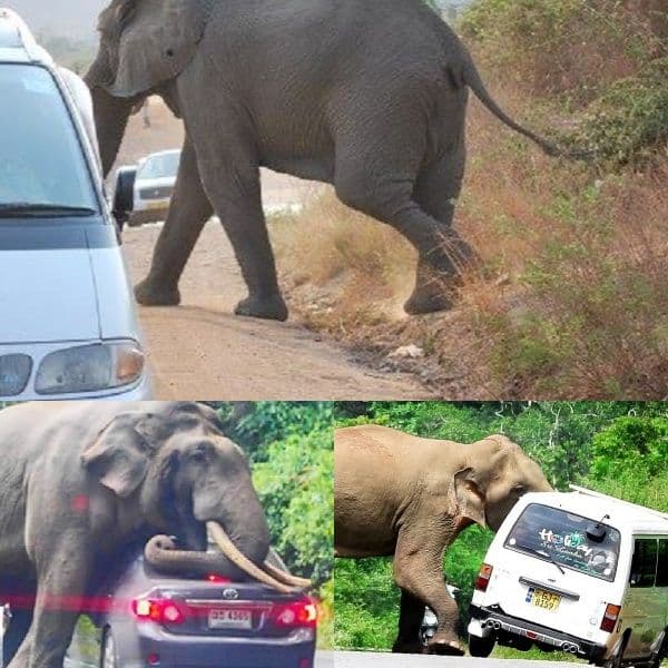 What it's like to be killed by an elephant - death in the blink of an eye. Here are photos of killer animals when safaris went terribly wrong.
