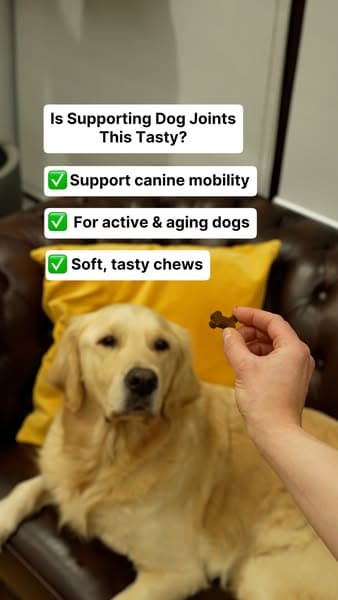 Daily Joint Support Made Easy for Aging Dogs