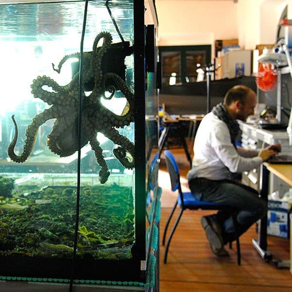NASA Researchers Make A Bold Claim About Octopuses That Has Major Implications For Humanity