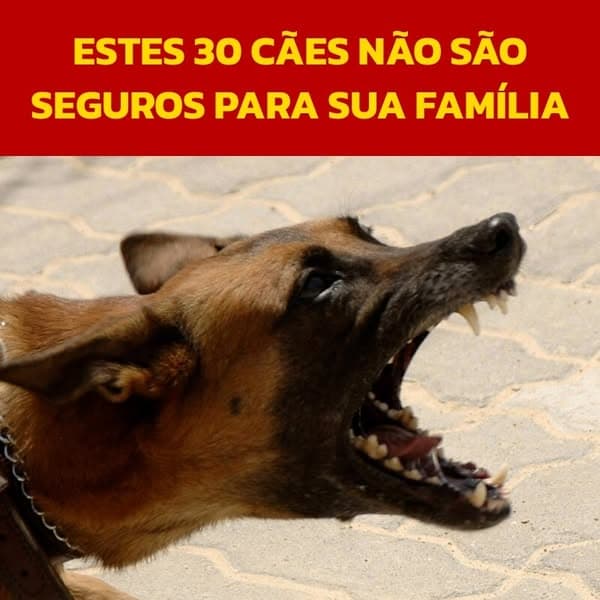 Especialistas afirmam que essas raças de cães são perigosas para as famílias; as nossas estão na lista?