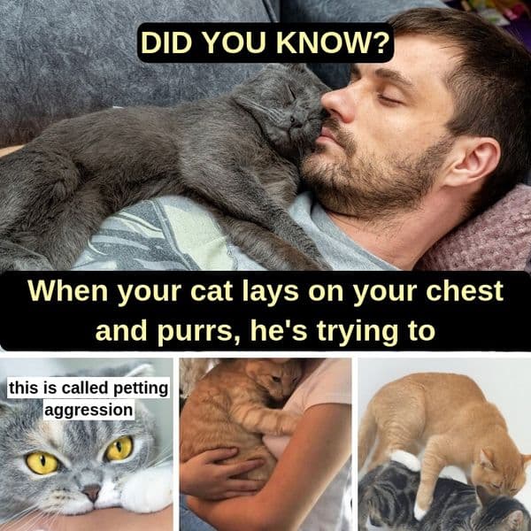 Des explications sur les comportements courants des chats