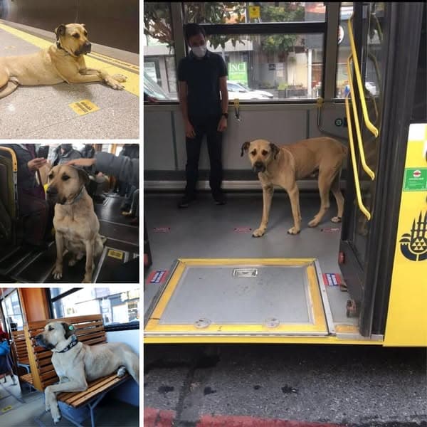 After Seeing A Dog Every Day On The Subway, People Decided To Track Him