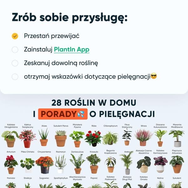 Weź PlantIn i już nigdy więcej nie zabij swojej rośliny!