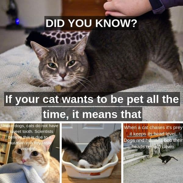 The Cat Lover's Guide To Common Cat Behaviors