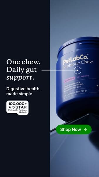 92% of Dogs Love It From Day One