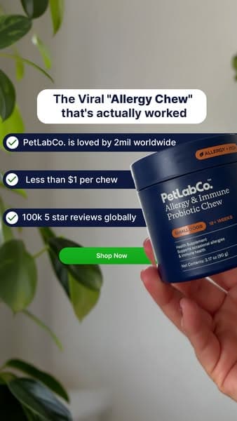 The daily chew that saved us this allergy season 🐶
