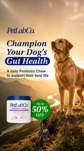 50% OFF Daily Gut Support for Dogs 💙 Gentle on Tums
