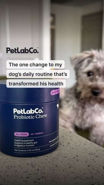 The One Daily Chew That Helped Support My Dog’s Gut Health